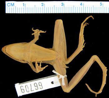 Media type: image; Herpetology A-66709